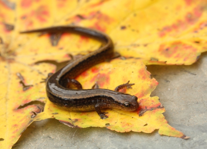 Two-lined Salamander